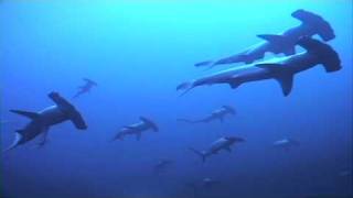 Incredible Hammerhead Shark Behaviour  mass schooling [upl. by Anitniuq]