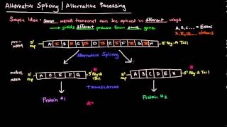 Alternative Splicing  Alternative Processing Eukaryotes [upl. by Andromache]