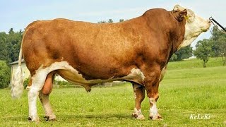 FleckviehSimmental bulls [upl. by Tat]