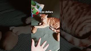 Three dollar trick 😁🤣🐱 funny [upl. by Rubma505]