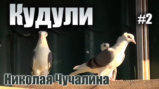 Кудули  голуби Николая Чучалина Часть 2 [upl. by Claman448]