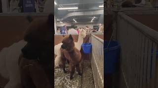 Alpacas is about the place alpacas animal animals toronto trending viral shortsviral vlog [upl. by Mafalda]