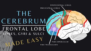 Lobes of the Brain Anatomy and Physiology of the Frontal Lobe  The Cerebrum brainanatomy shorts [upl. by Attenad]