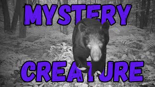 Killarney Ontario Wildlife Compilation We caught an odd creature on our camera killarneyontario [upl. by Eerual]