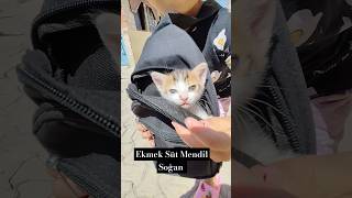 Ekmek süt mendil soğan 😂😂😽😺 [upl. by Merridie]