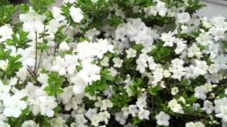 White Azalea Blooms Brighten Spring Gardens flowers [upl. by Fania]