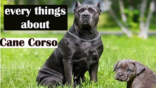 Cane Corso  Everything You Need To Know [upl. by Lassiter978]