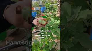 brinjil harvestig my plast🍆garden flute music 👍like share subscribr my chainel [upl. by Yetac356]