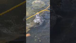 Bocha Chepa 10kgfishfish fishingvideo [upl. by Ayhtnic]