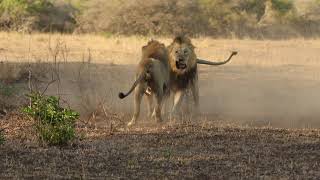 Male lions fighting over territory  Photowildsa [upl. by Allister526]