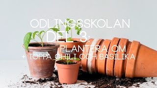 ODLINGSSKOLAN DEL 3 plantera om  toppa chili och basilika [upl. by Lahtnero]