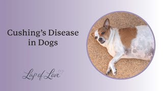 Dr Mary Gardner Discusses Cushings Disease in Dogs [upl. by Crescen]