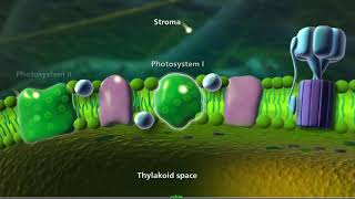 photosystem 12 [upl. by Wetzel]