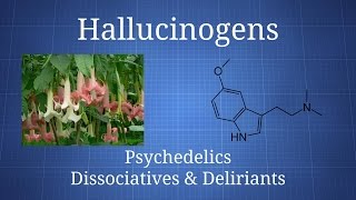 Hallucinogens How Psychedelics Dissociatives amp Deliriants Differ [upl. by Trahurn]