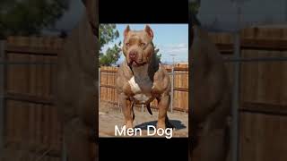 Boy Dog VS Men Dog dog [upl. by Mireielle686]