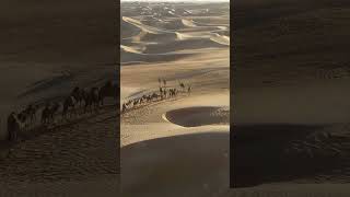 Camels wildlife camel camelslife [upl. by Viva]