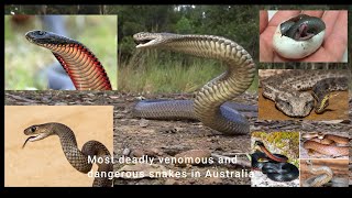 Most venomous and dangerous snakes of Australia [upl. by Annuahs]