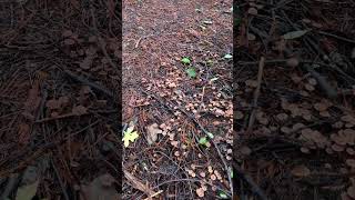 Mushrooms In The Redwood Forest [upl. by Arodnap]