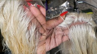 HOW TO Tone Blonde Knots on 613 Frontal Wig Wella Charm Toner  Jasmine K amp The Pretty Lounge [upl. by Sadirah709]