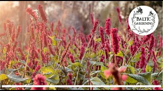 Baltic Gardening 🤍 Talking about Bistorta  snakeroot A must have perennial for each garden [upl. by Kryska874]