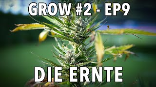 GROW Season 2 🌱 Outdoor  Episode 9  Die Ernte 🪴 2x Sticky Orange XXL Auto 🪴 1x Cosmos F1 CBD [upl. by Susy248]