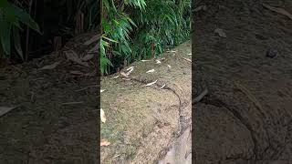 Zoo Leipzig mit Herrn Englööör  Gefleckte Weinbergschnecke Cornu aspersum Ausbreitung im Norden [upl. by Yrrep16]