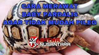 CARA MERAWAT KURA KURA PARDALIS ANTI PILEG satwaNusantara [upl. by Ichabod]