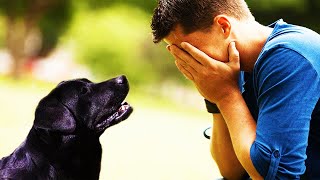 Un uomo adotta un cane randagio quando scopre chi era il padrone scoppia in lacrime [upl. by Jarek]