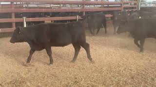 Auctionsplus Murray weaner heifers 10524 [upl. by Ycam283]