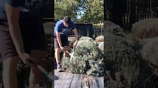 How to prune Lavender plants flowers lavender shorts [upl. by Sanjiv]