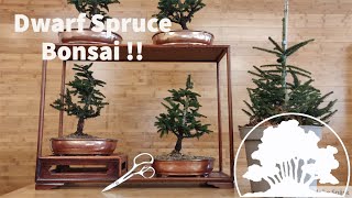 How To Create a Dwarf Spruce Bonsai  Greenwood Bonsai [upl. by Tisman793]