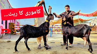 kamori bakri 2024  Bade kanon wali bakri aaj ka rate Sone wali bakri Sabir goat farm Mashallah [upl. by Ydissahc]