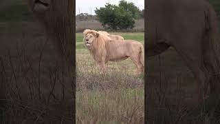 Stunning White Lions at Bothongo Rhino amp Lion Park 4k wildlife animals nature [upl. by Euqirdor]