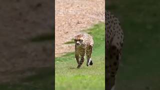 Dog Showdown Rottweiler German Shepherd or Pitbull vs Leopard 🐶⚔️ shorts leopard dogs [upl. by Biebel]