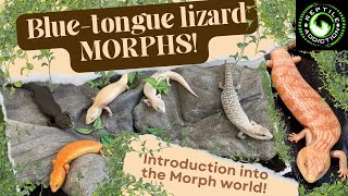 Bluetongue lizard Morphs – A basic introduction [upl. by Fern]