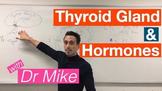 Thyroid Gland and Hormones [upl. by Aelat]