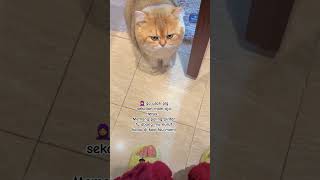 Maen teross cat subcreibe cuteanimal kucinglucu reelviral fypシ゚viral kucingoyen [upl. by Aihsenyt314]