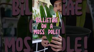 Put my Philodendron Billietiae on a moss pole…FINALLY 🤪🪴 [upl. by Alan799]