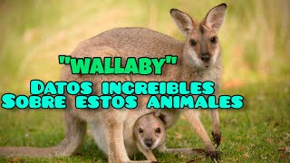 Datos increíbles sobre los Ualabí o Wallaby [upl. by Imer]