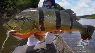 THE BEST PEACOCK BASS FLY FISHING VIDEO EVER [upl. by Pik]