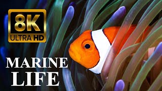 Secrets of Coral Reefs Marine Life 8K Ultra HD [upl. by Hines697]