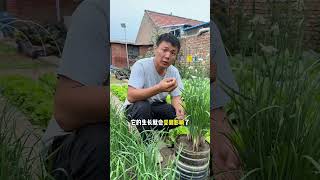 韭菜为什么越长越细？种植小技巧 三农 蔬菜种植 韭菜种植 [upl. by Luis]