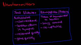 Introduction to Neurotransmitters [upl. by Kirrad565]