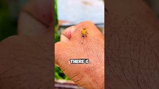 What Happened when bee Sting You 😱🤔honeybee bees sting [upl. by Ahsilek277]