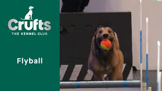 Flyball SemiFinals amp Final Part 3  Crufts 2023 [upl. by Ylus]