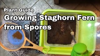 Growing Staghorn from Spore  Ep06 [upl. by Comptom]