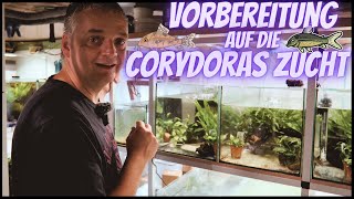 Vorbereitung auf CORYDORAS PANZERWELS ZUCHT in Christian´s Zuchtkeller [upl. by Xella]