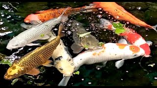 IKAN KOI FISH Hias Warna Warni Japan  WATER Sounds Relaxing HD [upl. by Marissa464]