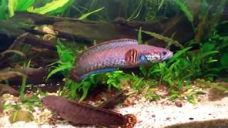 Channa Bleheri  Dwarf Snakehead [upl. by Midian]