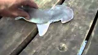 BABY HAMMERHEAD SHARK GALVESTON TX [upl. by Nylarac156]